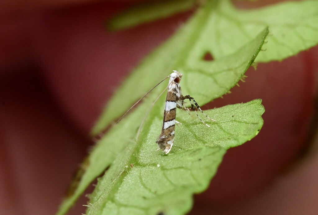Telamoptilia hemistacta