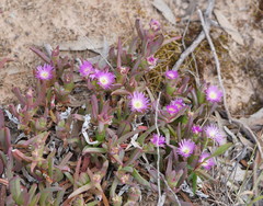 Carpobrotus modestus