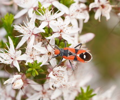 Melanerythrus mactans