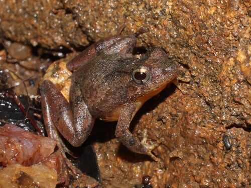 Allen's River Frog, Phrynobatrachus alleni