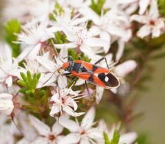 Melanerythrus mactans