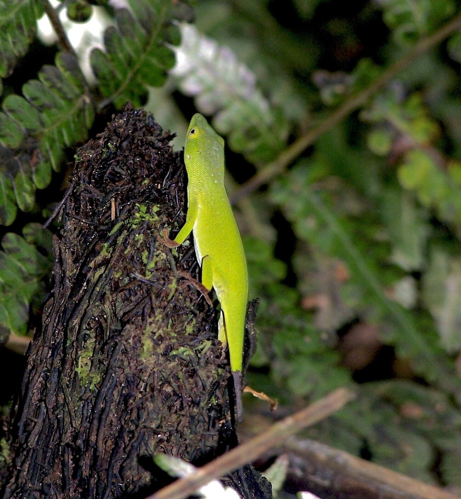 Jatibonico Anole