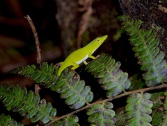 Anolis isolepis