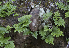 Polypodium scouleri