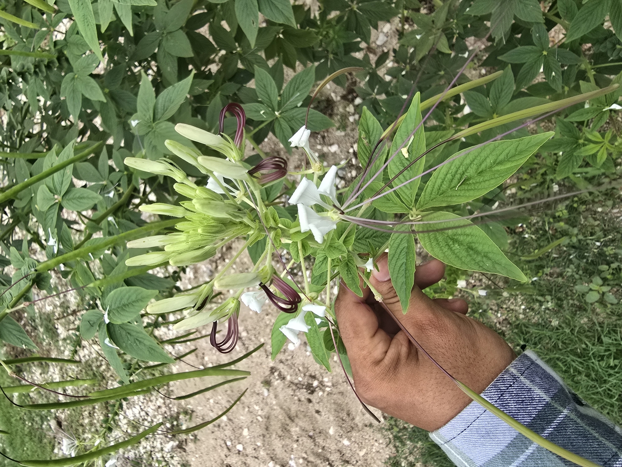 Spiny Spiderflower (Cleome spinosa)