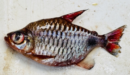 Hi-fin congo tetra (Brachypetersius altus) — Alestidae — 3