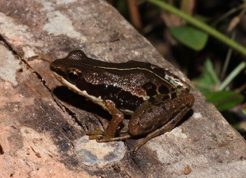 Macenta River Frog, Phrynobatrachus fraterculus