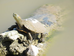 Trachemys gaigeae