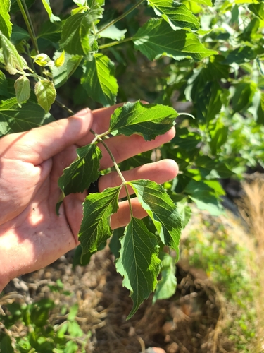 Arizona spikenard (Aralia humilis)