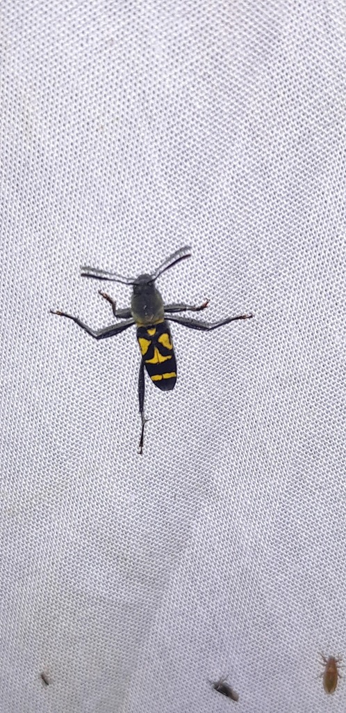 Mecometopus leprieuri