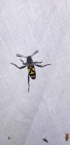 Mecometopus leprieuri