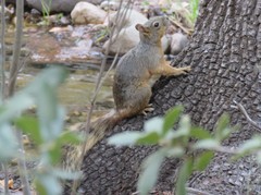 Sciurus nayaritensis