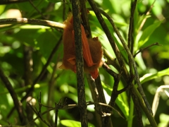 Kerivoula picta