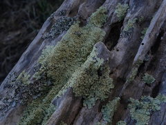 Flavoparmelia haysomii