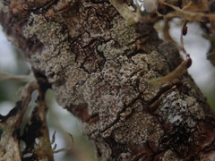 Lecanora kohu
