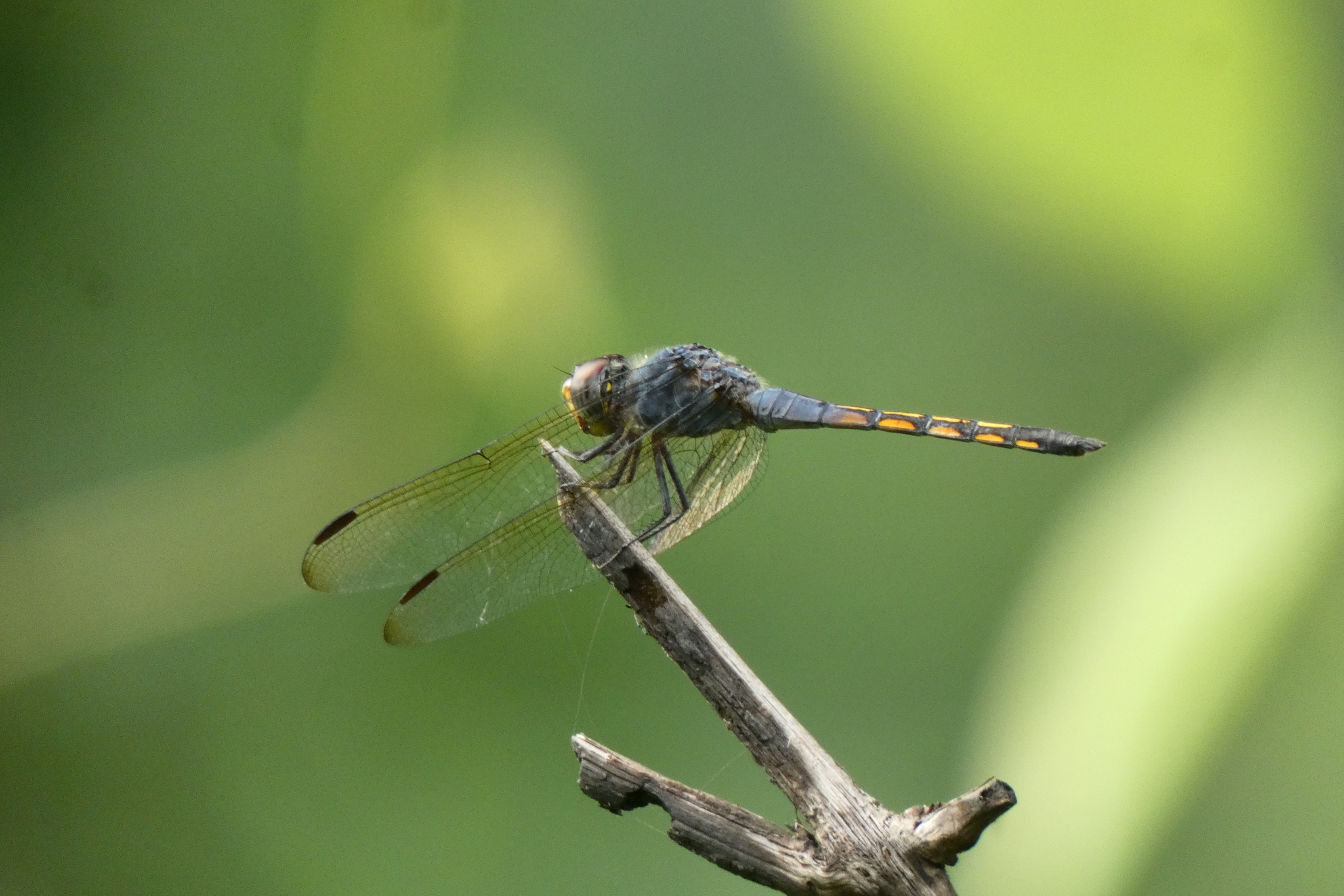 Yellow-Tailed Ashy Skimmer