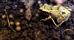 Eleutherodactylus atkinsi