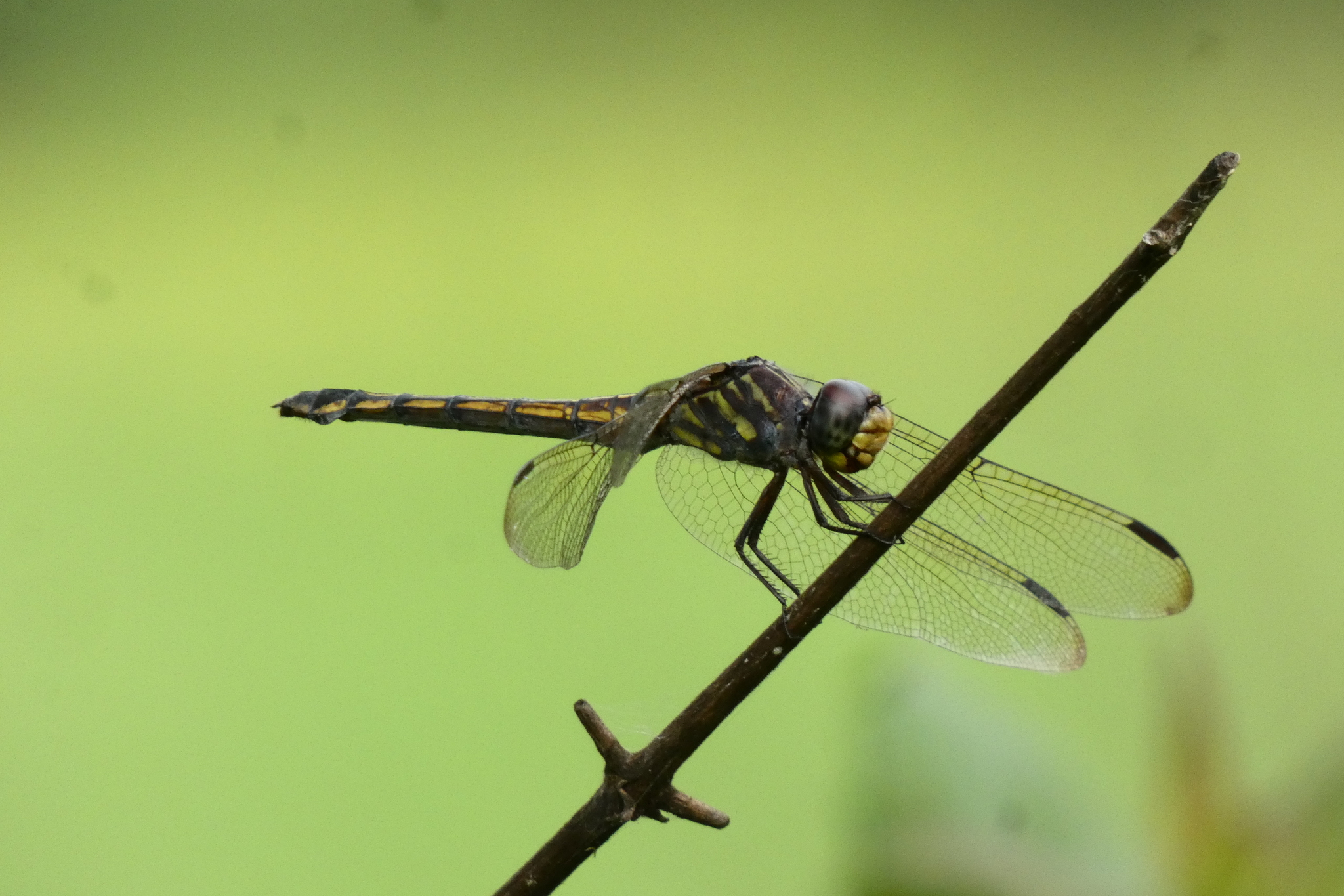 Yellow-Tailed Ashy Skimmer