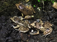 Eleutherodactylus atkinsi