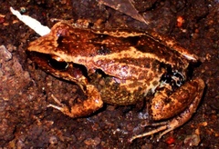 Eleutherodactylus atkinsi