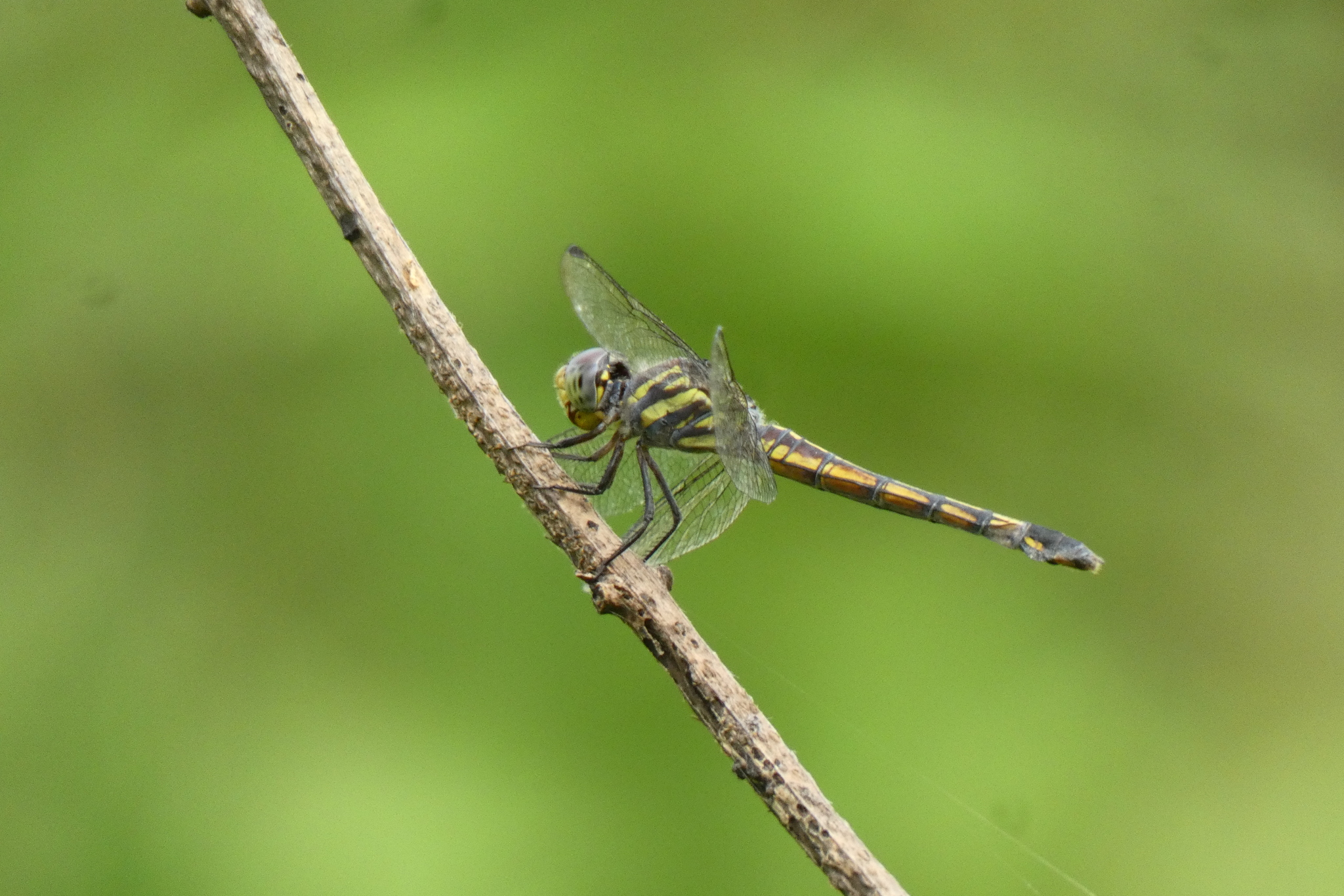 Yellow-Tailed Ashy Skimmer
