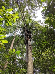 Pandanaceae