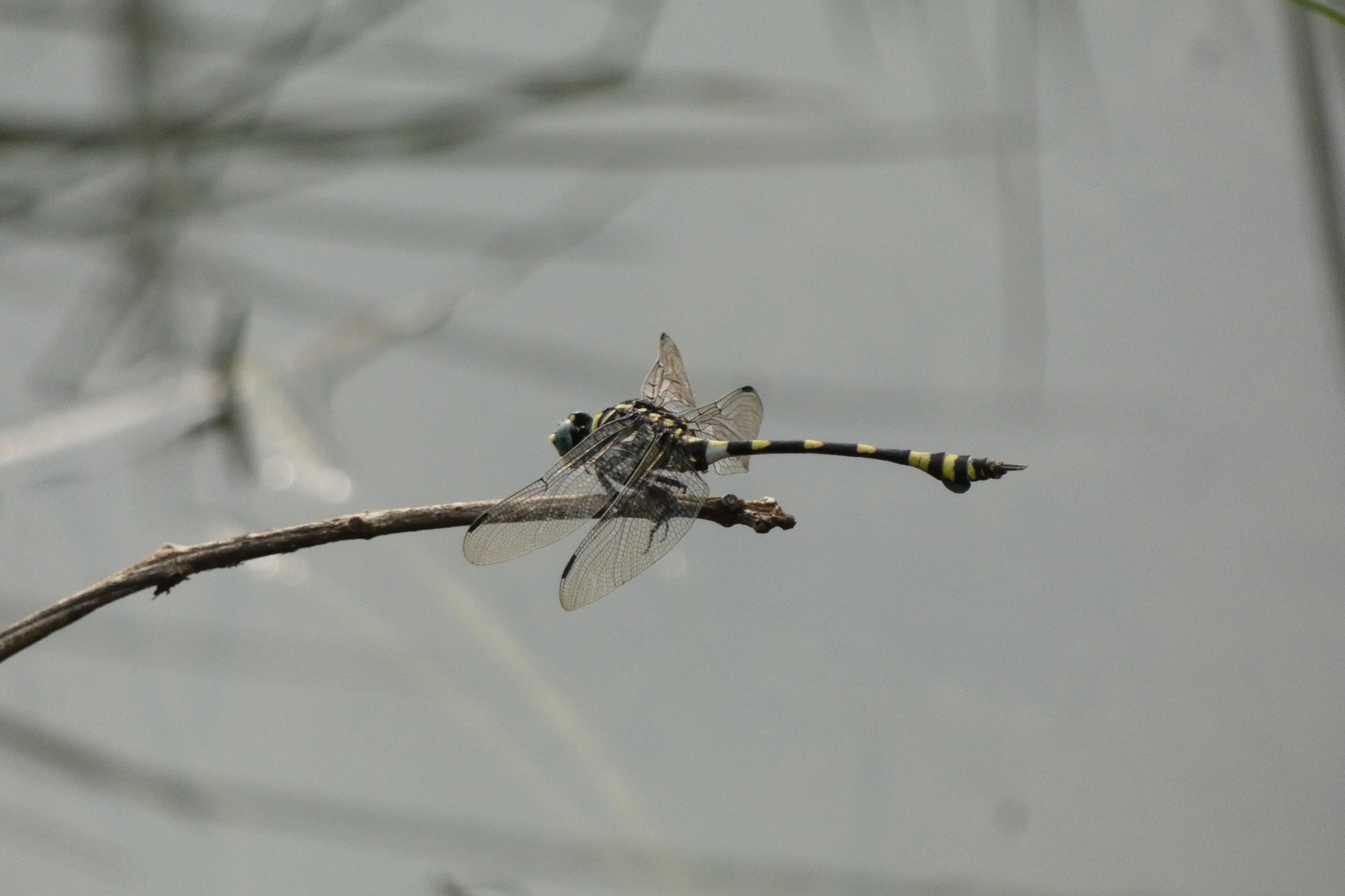 Indian Common Clubtail