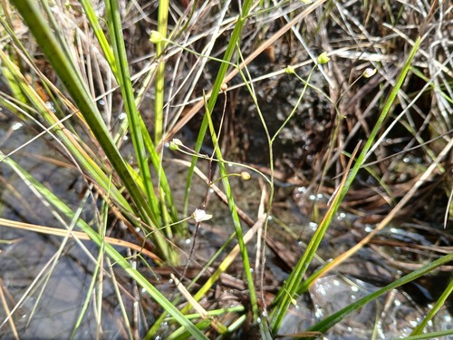 Utricularia viscosa Spruce ex Oliv. 2