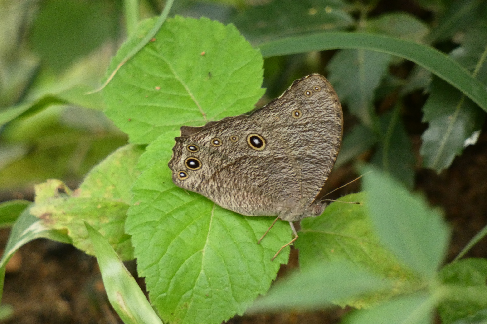 Common Evening Brown