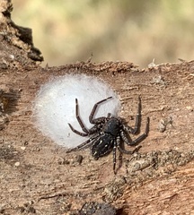 Tharpyna campestrata