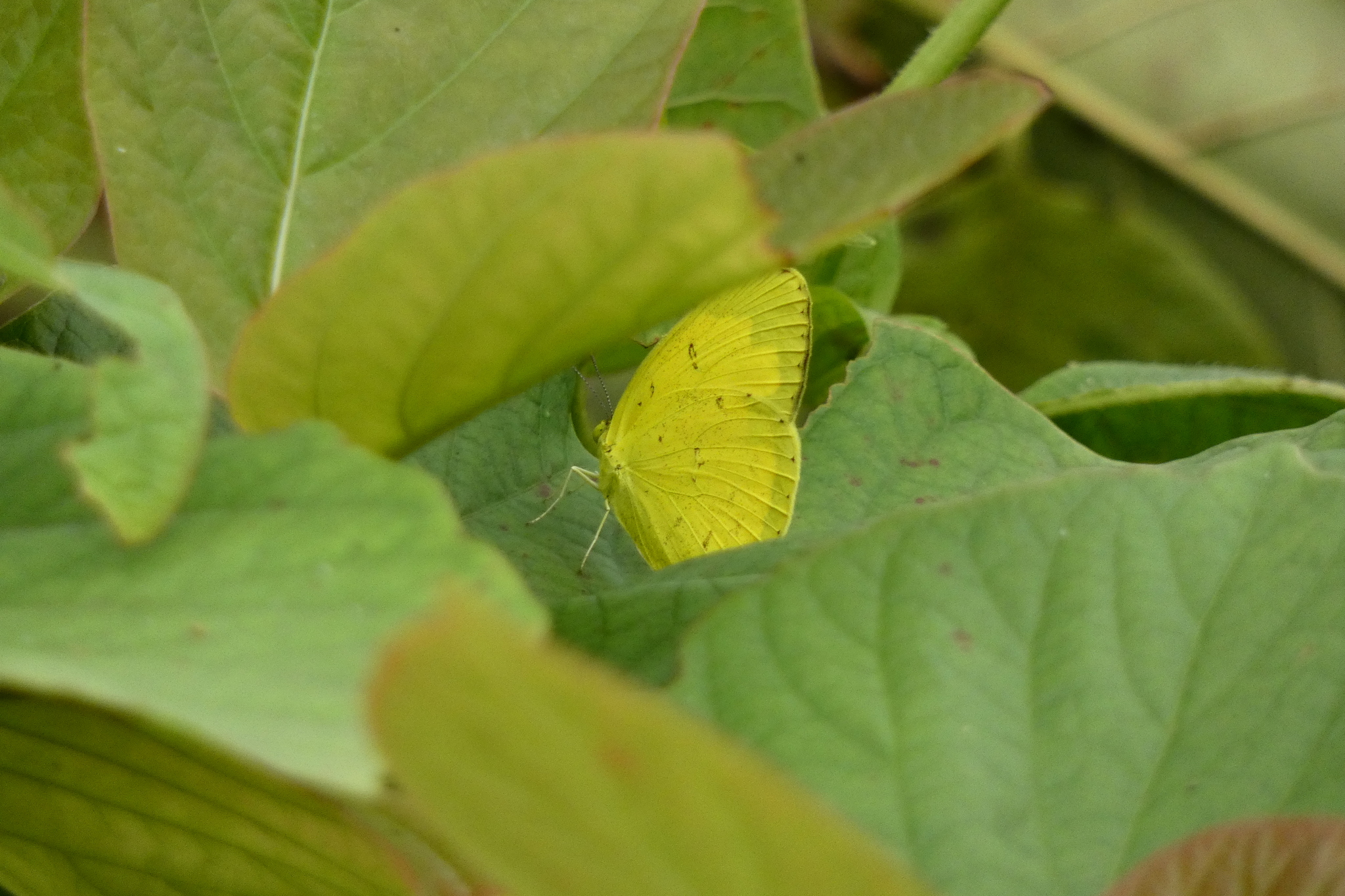 Common Grass Yellow