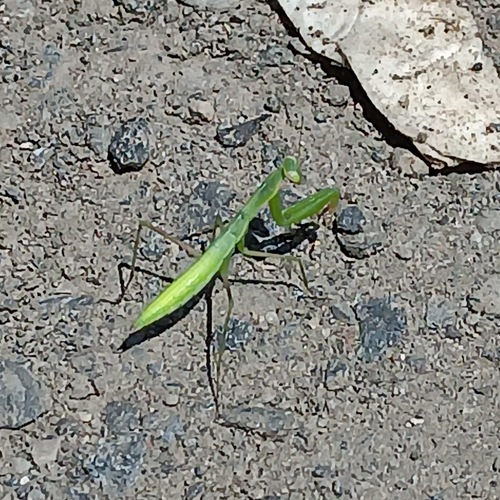 European Mantis