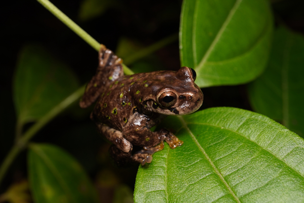 Honduras Spikethumb Frog