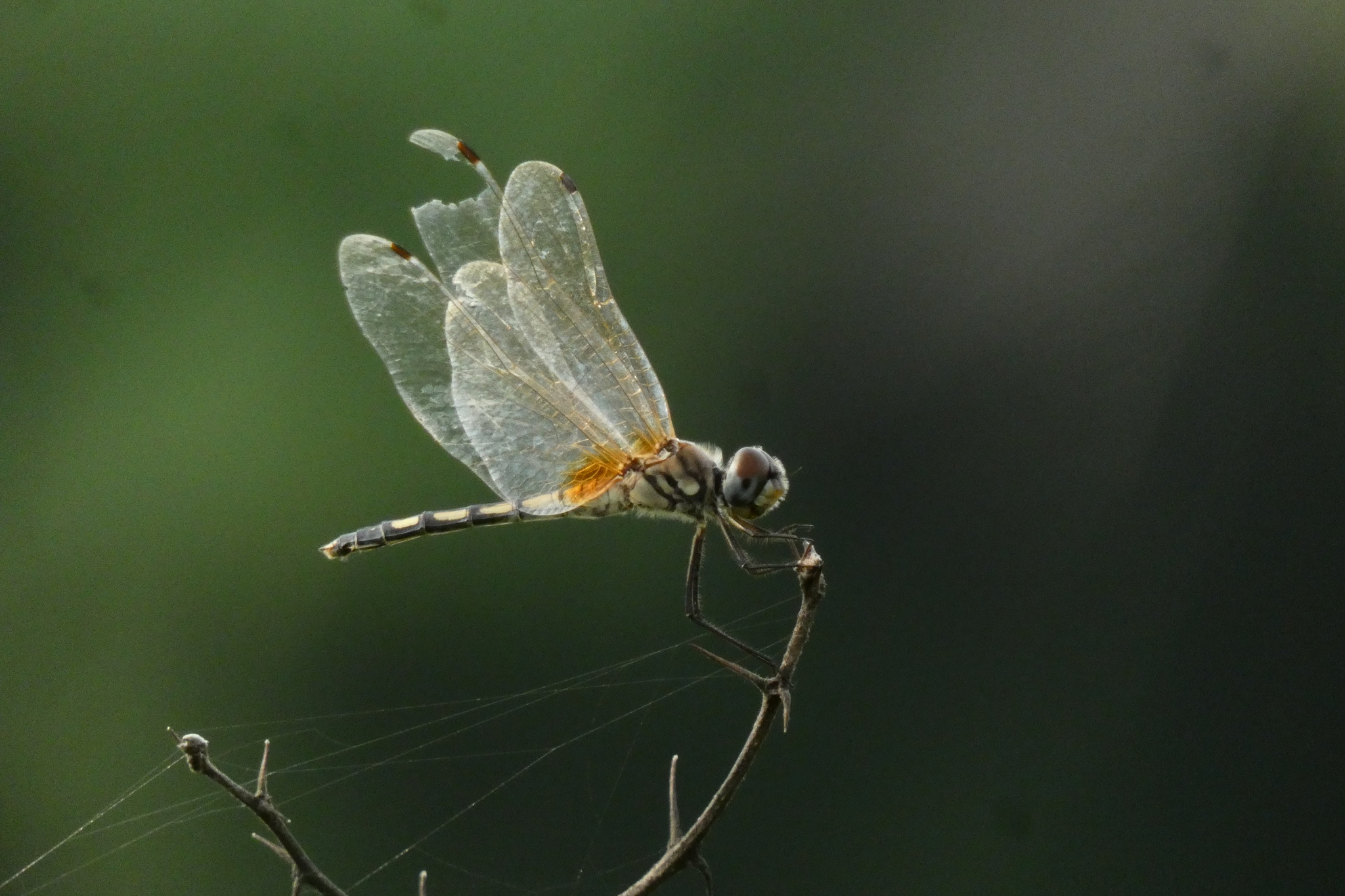 Long-Legged Marsh Glider