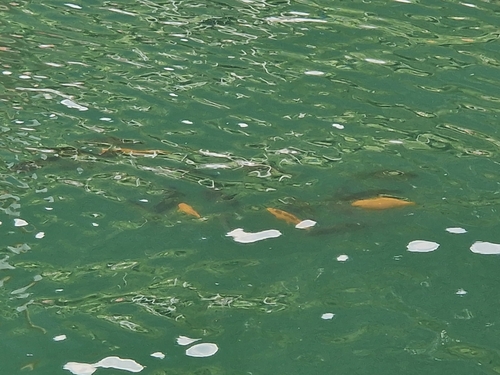 Cyprinus carpio