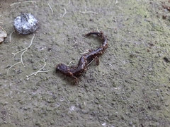 Pseudoeurycea leprosa