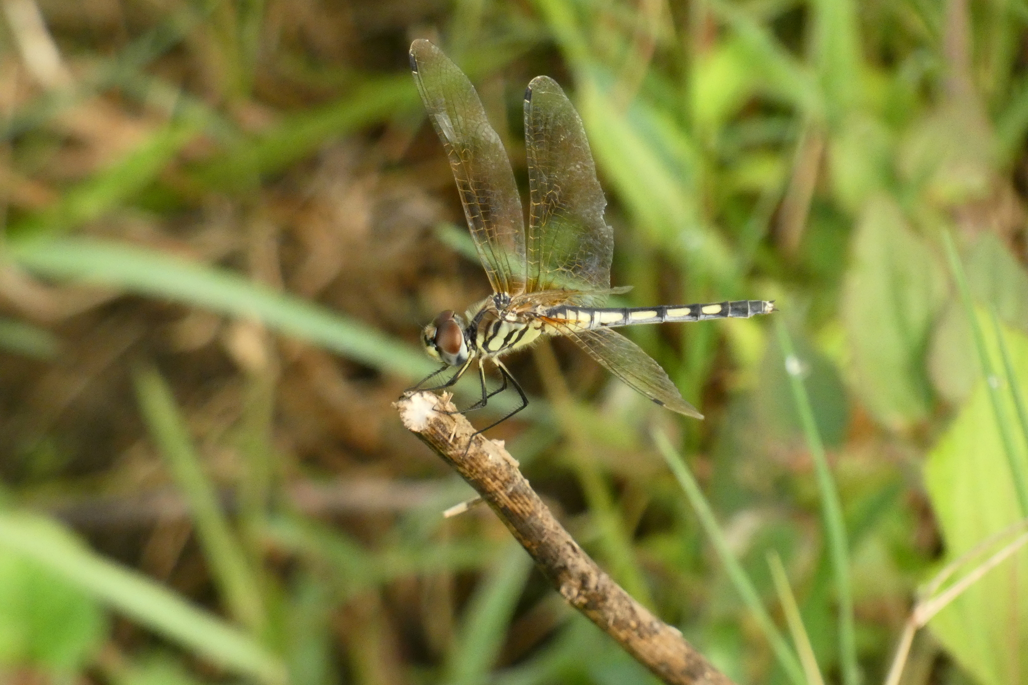 Long-Legged Marsh Glider