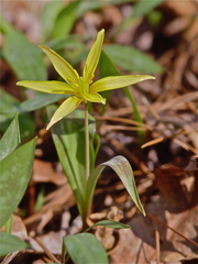 Erythronium rostratum