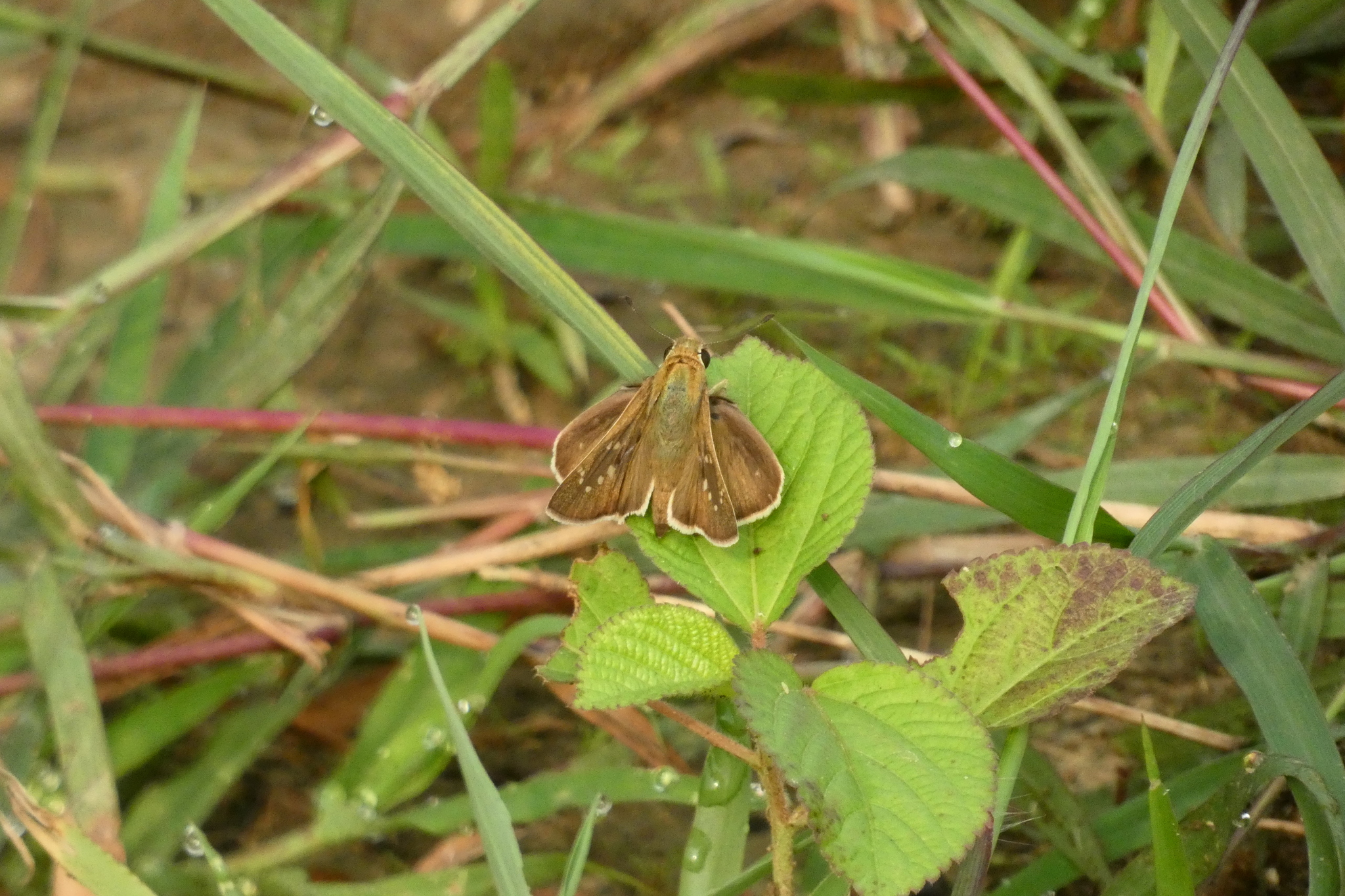 Obscure Branded Swift
