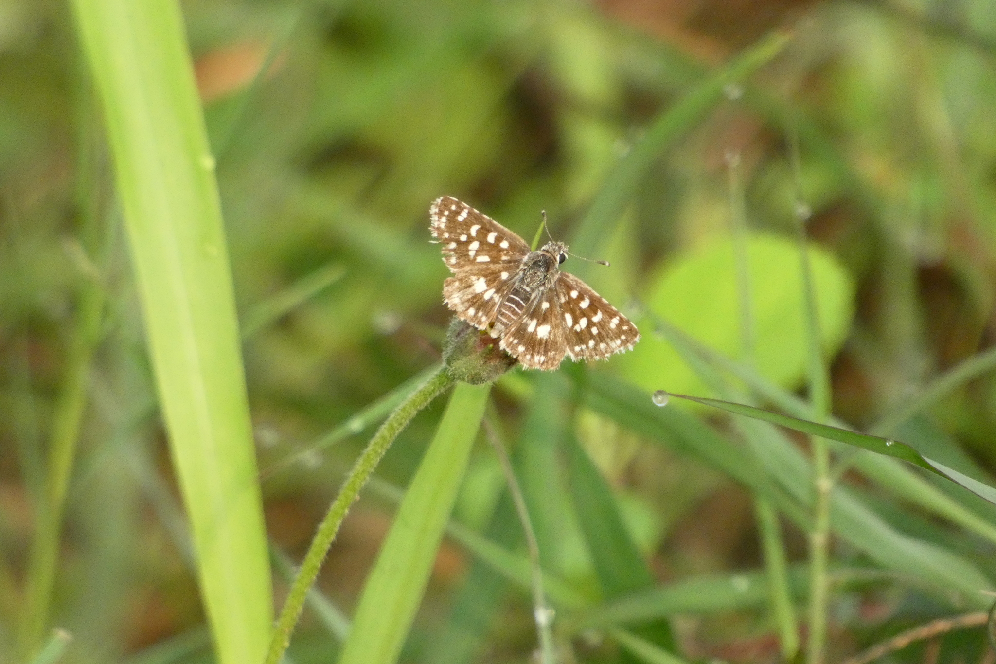 Asian Grizzled Skipper