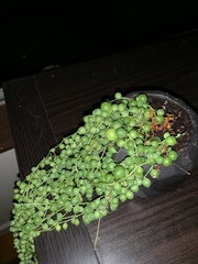 Curio rowleyanus
