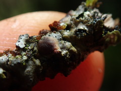 Coccocarpia erythroxyli