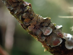 Coccocarpia erythroxyli