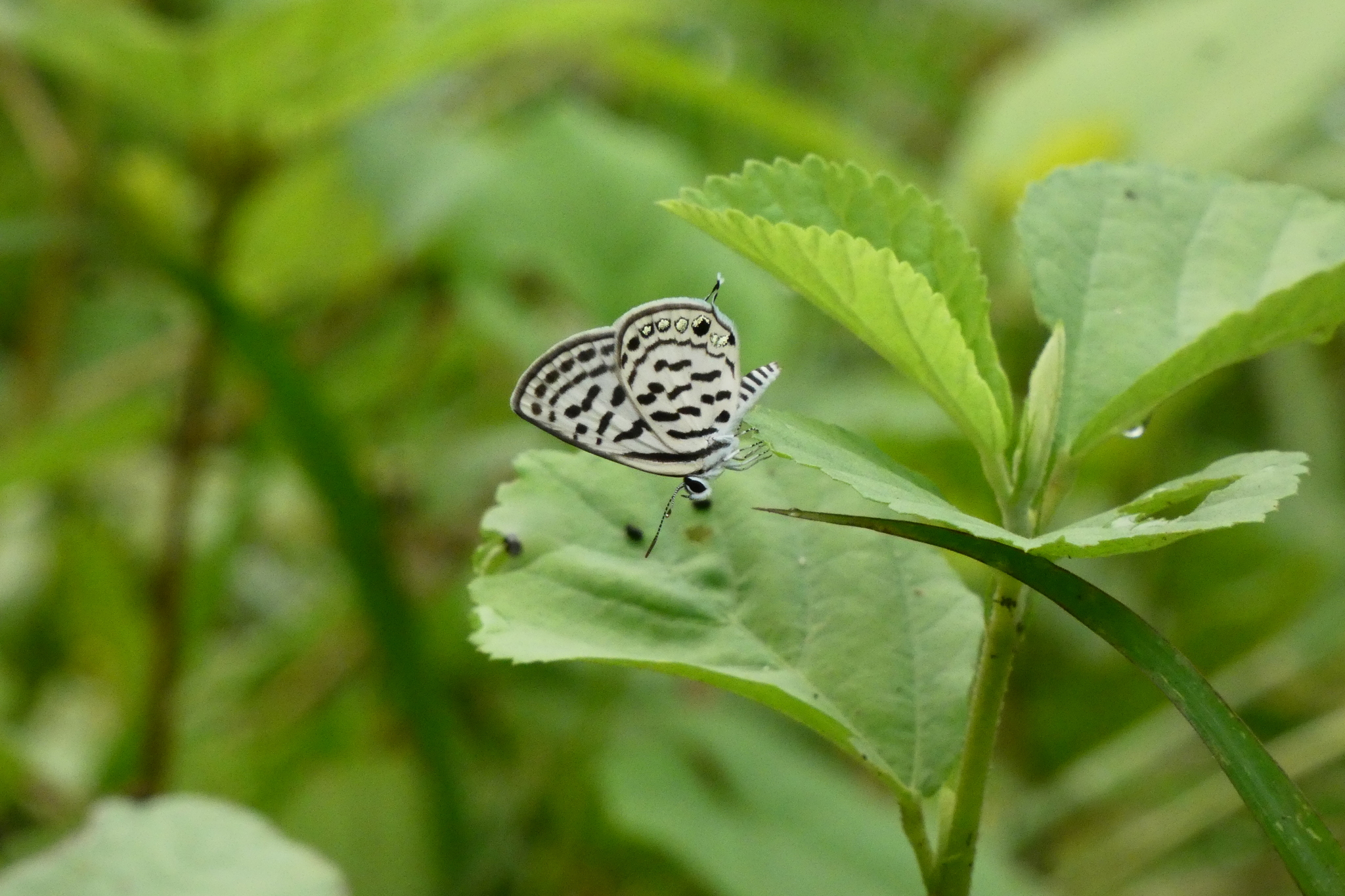 Striped Pierrot