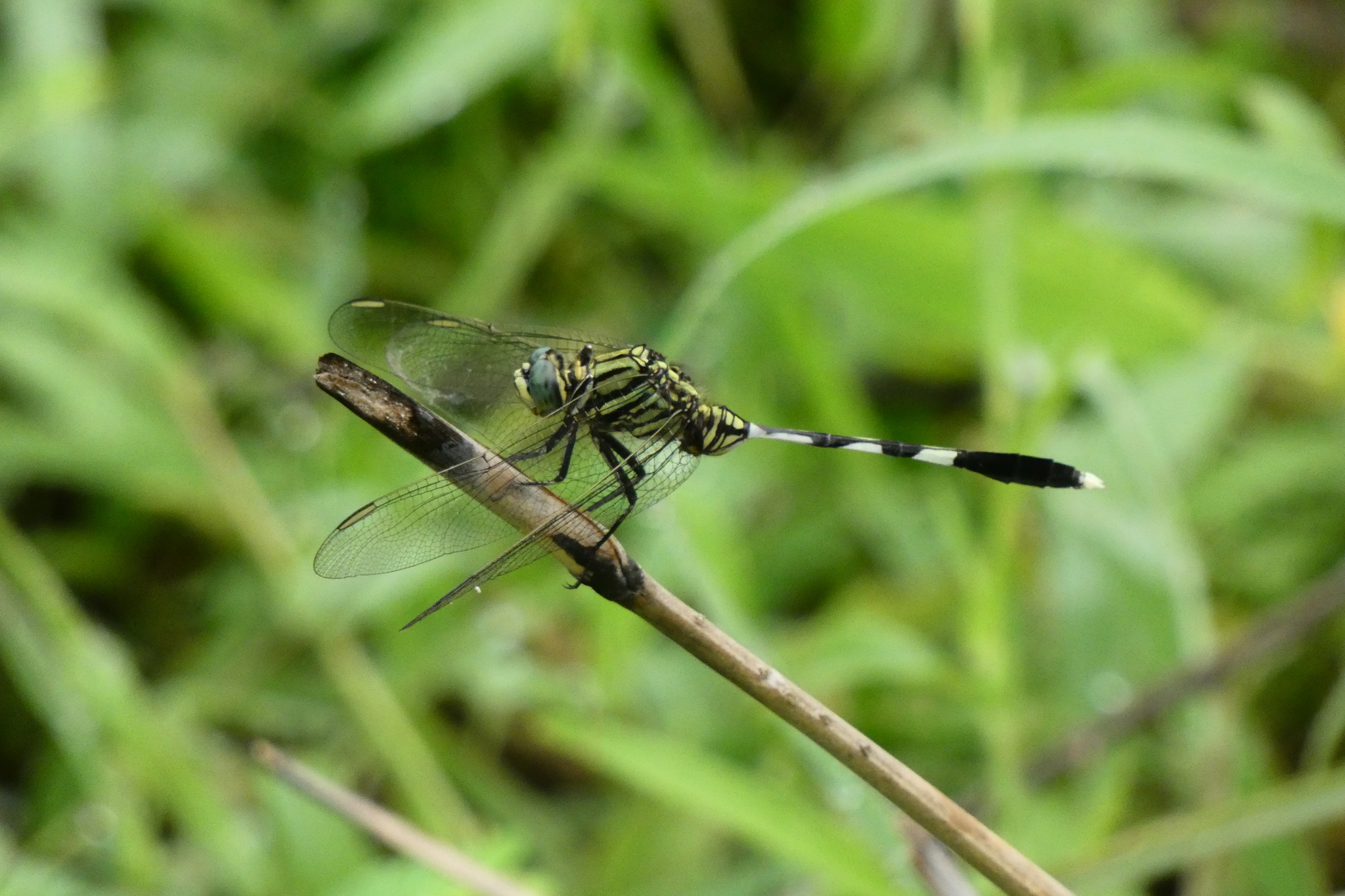 Slender Skimmer