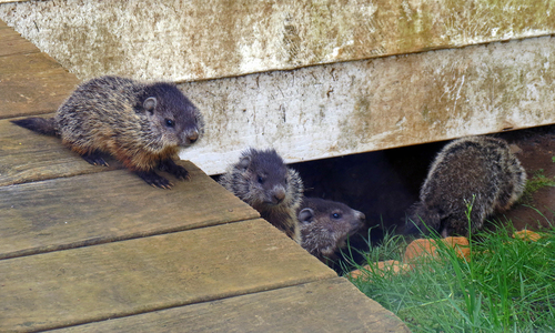 Groundhog photographed in North Carolina