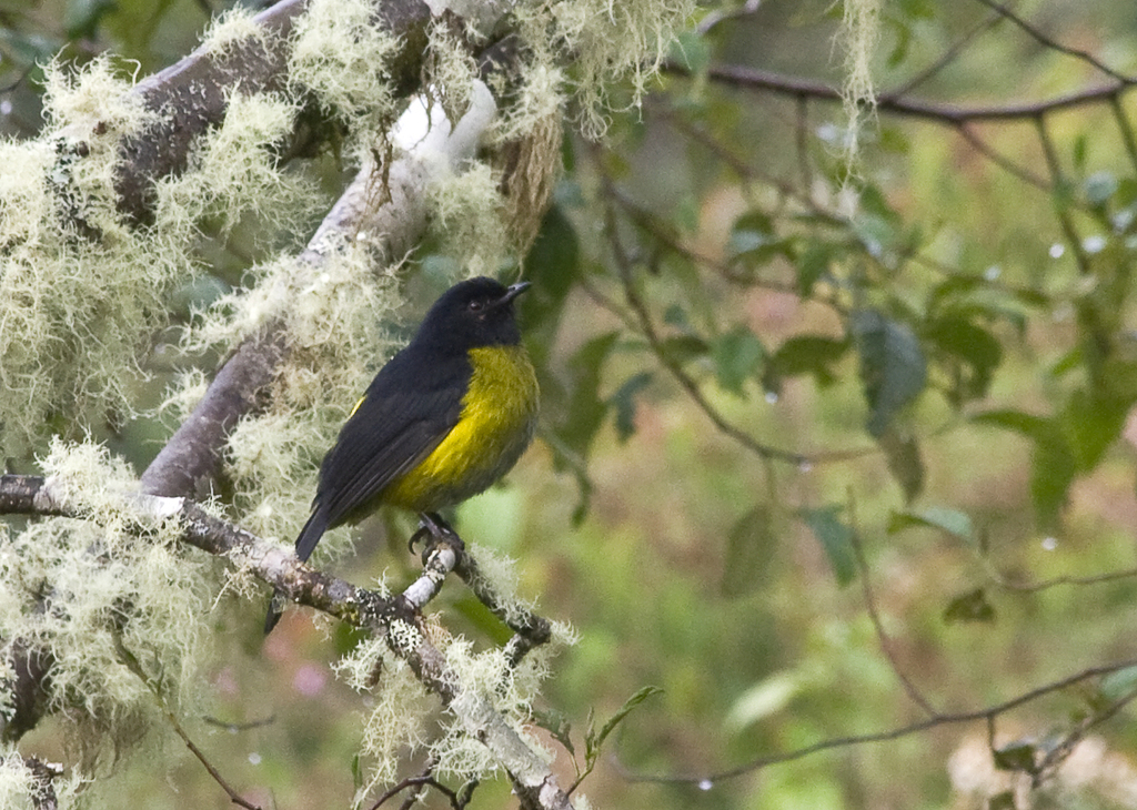 Black-and-yellow Silky-flycatcher (Phainoptila melanoxantha) photo