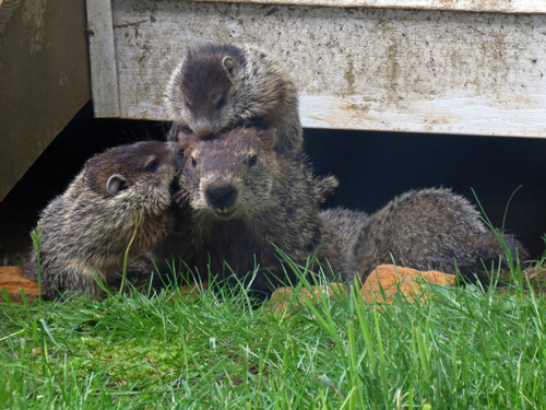 Groundhog photographed in North Carolina