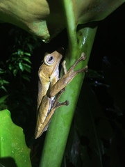 Polypedates otilophus