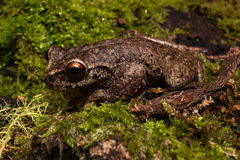 Honduras Spikethumb Frog photo 2